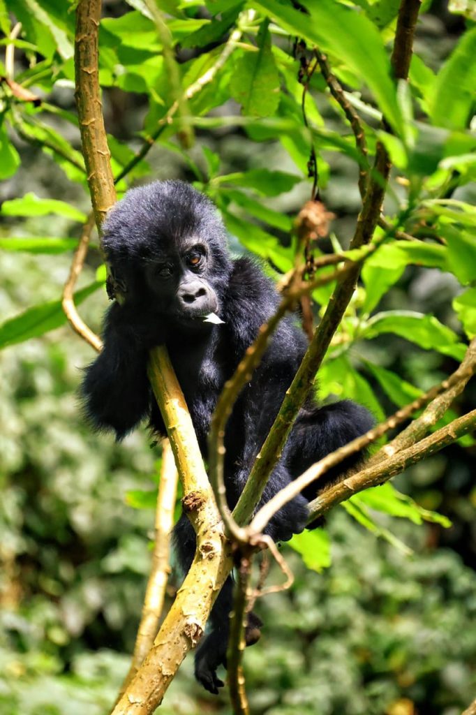 Executive Summary: A first-time Uganda safari with Sarania Adventure Safaris delivers an incredible blend of wildlife and culture. Over ~10 days, our client explored Murchison Falls, Kibale, Queen Elizabeth, Bwindi, and Mgahinga National Parks via game drives, chimp and gorilla treks, and boat cruises. The traveler was thrilled by unexpected encounters – from tree-climbing lions in Ishasha to a gentle gorilla family in mist – and repeatedly praised our guide’s expertise. This tour combined top African safari experiences with one outstanding, very personable guide, creating an unforgettable adventure. In Murchison Falls NP (NW Uganda), our guide led an early-morning game drive through rolling savanna and woodland. The client was thrilled to photograph lions, giraffes, African elephants and Cape buffalo up close. The trip’s highlight was viewing the Murchison Falls themselves – where the Nile forces itself through an 8m-wide gorge and drops 45m. Later, a private launch cruise on the Nile’s turquoise waters took us beneath the falls. Hippos surfaced around our boat and Nile crocodiles lounged on the banks. Herds of elephants and buffaloes lined the shore, drinking at sunset. These vivid scenes left our client ecstatic – experiencing such raw nature was described as absolutely magical. Traveling to Kibale Forest NP (West Uganda), dubbed “Primate Capital of the World”, we hiked deep into verdant rainforest for a chimpanzee trek. The forest canopy echoed with monkey calls and bird song as we navigated muddy trails. Finding the habituated chimp group was the most emotional moment – the client sat watching chimps chase each other and groom a silverback, just meters away. Kibale shelters roughly 1,500 wild chimpanzees plus 12 other primate species, so sightings were prolific. After chimp trekking, we strolled the nearby Bigodi Wetland, spotting black-and-white colobus, red colobus, and colorful turacos in papyrus swamps. In Bigodi Village we experienced local life – women weaving crafts and a “coffee queen” demonstrating brew, even tasting sweet banana beer – which the client found delightful and enriching. Continuing west, Queen Elizabeth NP provided a classic savannah adventure. On a morning drive we entered the Ishasha sector’s fig-tree gallery. In still afternoon heat we were amazed to glimpse a pride of lions resting in branches – the rare tree-climbing lions of Ishasha. The guide had anticipated this sighting, and the client eagerly snapped photos of lions sprawled above. Back in Kasenyi Plains, we watched kob and topi antelope graze on the golden grasslands. Later that day we boarded a boat on the Kazinga Channel – a 32 km waterway connecting Lakes George and Edward. The sunset cruise was stunning: vast pods of hippos grunted around us; elephants and cape buffaloes visited the water’s edge; Nile crocodiles lay sunbathing nearby. A flotilla of birds – African fish eagles, pelicans, kingfishers, and others – flew in vibrant flocks. The scene was breathtaking and serene, and the client called it the ultimate safari experience on the trip. Next, we ventured to the misty mountains of Bwindi Impenetrable NP (SW Uganda), home to about half the world’s mountain gorillas. Day 7’s hike was challenging through tangled jungle; our guide paused to explain plants and forest ecology, adding educational depth. On Day 8 at dawn, our small trekking group quietly entered the bamboo zone and – after a tense hour – we stumbled upon a habituated gorilla family. For a full hour, the silverback patriarch allowed us to watch him munch leaves and groom infants. The client was overwhelmed with awe. The silence, save for bird calls and rustling, was palpable. Observing a silverback just meters away was unforgettable. By park regulation we spent exactly 60 minutes with the gorillas; the permit is 0, but to us it was priceless. (Through tearful smiles the client whispered that this childhood dream had come true.) Finally, we visited Mgahinga Gorilla NP (extreme SW corner). This tiny park (34 km²) is famed for one habituated gorilla family and vibrant golden monkeys. We hiked Volcano Sabinyo: at its bamboo thicket we spotted the golden monkeys – agile, bright-orange primates endemic to the Virungas. The guide whispered, “There they are!”, and we quietly followed them through the mist. The client was thrilled to photograph these rare monkeys in flight. On Day 10 we did a partial volcano rim hike (Mount Gahinga) for panoramic views over Uganda, Rwanda and DR Congo. Each volcano trek reinforced that Uganda’s appeal isn’t just wildlife, but spectacular landscapes too. Throughout the trip, one guide (James) stood out. His encyclopedic knowledge, warmth, and quick responsiveness earned repeated praise. He remembered the client’s name, provided historical context at each site, and even helped carry equipment when trails were steep. Unexpected bonuses (“extras”) like a roadside lunch at the Equator line or spotting a lone shoebill on a morning boat were credited entirely to his attentiveness. By journey’s end, the client raved that the guide had made the safari life-changing, and declared the experience the adventure of a lifetime. - Sarania Adventure Safaris Executive Summary: A first-time Uganda safari with Sarania Adventure Safaris delivers an incredible blend of wildlife and culture. Over ~10 days, our client explored Murchison Falls, Kibale, Queen Elizabeth, Bwindi, and Mgahinga National Parks via game drives, chimp and gorilla treks, and boat cruises. The traveler was thrilled by unexpected encounters – from tree-climbing lions in Ishasha to a gentle gorilla family in mist – and repeatedly praised our guide’s expertise. This tour combined top African safari experiences with one outstanding, very personable guide, creating an unforgettable adventure. In Murchison Falls NP (NW Uganda), our guide led an early-morning game drive through rolling savanna and woodland. The client was thrilled to photograph lions, giraffes, African elephants and Cape buffalo up close. The trip’s highlight was viewing the Murchison Falls themselves – where the Nile forces itself through an 8m-wide gorge and drops 45m. Later, a private launch cruise on the Nile’s turquoise waters took us beneath the falls. Hippos surfaced around our boat and Nile crocodiles lounged on the banks. Herds of elephants and buffaloes lined the shore, drinking at sunset. These vivid scenes left our client ecstatic – experiencing such raw nature was described as absolutely magical. Traveling to Kibale Forest NP (West Uganda), dubbed “Primate Capital of the World”, we hiked deep into verdant rainforest for a chimpanzee trek. The forest canopy echoed with monkey calls and bird song as we navigated muddy trails. Finding the habituated chimp group was the most emotional moment – the client sat watching chimps chase each other and groom a silverback, just meters away. Kibale shelters roughly 1,500 wild chimpanzees plus 12 other primate species, so sightings were prolific. After chimp trekking, we strolled the nearby Bigodi Wetland, spotting black-and-white colobus, red colobus, and colorful turacos in papyrus swamps. In Bigodi Village we experienced local life – women weaving crafts and a “coffee queen” demonstrating brew, even tasting sweet banana beer – which the client found delightful and enriching. Continuing west, Queen Elizabeth NP provided a classic savannah adventure. On a morning drive we entered the Ishasha sector’s fig-tree gallery. In still afternoon heat we were amazed to glimpse a pride of lions resting in branches – the rare tree-climbing lions of Ishasha. The guide had anticipated this sighting, and the client eagerly snapped photos of lions sprawled above. Back in Kasenyi Plains, we watched kob and topi antelope graze on the golden grasslands. Later that day we boarded a boat on the Kazinga Channel – a 32 km waterway connecting Lakes George and Edward. The sunset cruise was stunning: vast pods of hippos grunted around us; elephants and cape buffaloes visited the water’s edge; Nile crocodiles lay sunbathing nearby. A flotilla of birds – African fish eagles, pelicans, kingfishers, and others – flew in vibrant flocks. The scene was breathtaking and serene, and the client called it the ultimate safari experience on the trip. Next, we ventured to the misty mountains of Bwindi Impenetrable NP (SW Uganda), home to about half the world’s mountain gorillas. Day 7’s hike was challenging through tangled jungle; our guide paused to explain plants and forest ecology, adding educational depth. On Day 8 at dawn, our small trekking group quietly entered the bamboo zone and – after a tense hour – we stumbled upon a habituated gorilla family. For a full hour, the silverback patriarch allowed us to watch him munch leaves and groom infants. The client was overwhelmed with awe. The silence, save for bird calls and rustling, was palpable. Observing a silverback just meters away was unforgettable. By park regulation we spent exactly 60 minutes with the gorillas; the permit is 0, but to us it was priceless. (Through tearful smiles the client whispered that this childhood dream had come true.) Finally, we visited Mgahinga Gorilla NP (extreme SW corner). This tiny park (34 km²) is famed for one habituated gorilla family and vibrant golden monkeys. We hiked Volcano Sabinyo: at its bamboo thicket we spotted the golden monkeys – agile, bright-orange primates endemic to the Virungas. The guide whispered, “There they are!”, and we quietly followed them through the mist. The client was thrilled to photograph these rare monkeys in flight. On Day 10 we did a partial volcano rim hike (Mount Gahinga) for panoramic views over Uganda, Rwanda and DR Congo. Each volcano trek reinforced that Uganda’s appeal isn’t just wildlife, but spectacular landscapes too. Throughout the trip, one guide (James) stood out. His encyclopedic knowledge, warmth, and quick responsiveness earned repeated praise. He remembered the client’s name, provided historical context at each site, and even helped carry equipment when trails were steep. Unexpected bonuses (“extras”) like a roadside lunch at the Equator line or spotting a lone shoebill on a morning boat were credited entirely to his attentiveness. By journey’s end, the client raved that the guide had made the safari life-changing, and declared the experience the adventure of a lifetime.